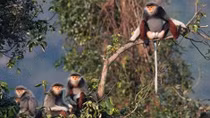 Photo exhibition on biodiversity of Son Tra launched