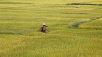 China set to cut into India, Vietnam rice exports in 2017 