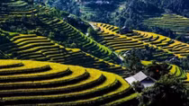Vietnam’s tourism sector works to attract more foreign tourists