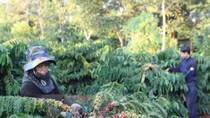 Vietnam, Indonesia step up cooperation in coffee sector