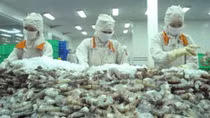 Vietnamese shrimp exporters struggle to compete in US