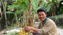 Can Tho seeks ways to export bananas to Republic of Korea