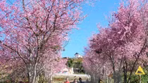 Cherry blossom festival in Da Lat cancelled