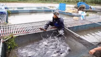Hanoi sets up large-scale aquatic farming areas in eight districts