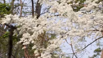 Blossoming Hoa Sua flowers beautify Hanoi during spring months