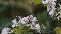 Hanoi welcomes March with beautiful Bauhinia Flowers