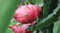 Dragon fruits dominate Vietnam’s fruit exports