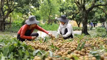 Webinar explores longan export opportunities