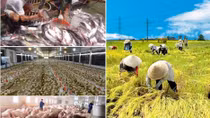 Vietnam Annual Report underlines productivity enhancement in int’l context