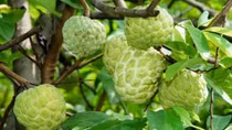 Lang Son to host Chi Lang Custard Apple Festival