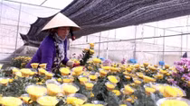 Da Lat to open flower trading centre