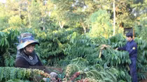 Coffee export soars in two months