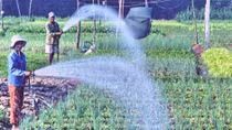 Other crops to be planted on 120,138ha of rice fields in the south