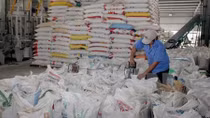 Philippines to import 293,100 tons of Vietnam rice