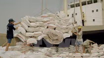 Over 92% of VN’s rice export in Q1 under firms’ deals
