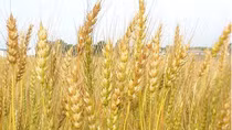 Wheat imports up in ten months