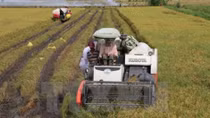Glutinous rice exports to China slowing down