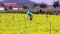 Agriculture to grow 2.8% in 2017
