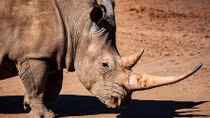 Vietnam hands over dozens of rhino horn DNA samples to South Africa