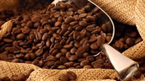 Coffee sector to boost exports on EVFTA incentives