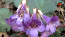 New plant discovered in Cao Bang