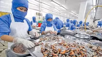 VKFTA gives boost to shrimp exports to RoK