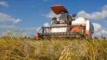 Vietnam-WEF cooperation in agriculture becomes fruitful: official