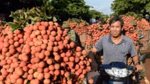 High air freight costs hinder Vietnamese fruit exports