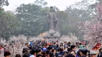 10,000 Japanese cherry blossom branches to be displayed in Hanoi 
