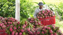Over 10 of Vietnamese key farm produce sold abroad