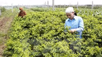 Dutch company plans vegetable seedling centre in Ha Nam