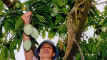 Vietnam officially begins mango exports to US