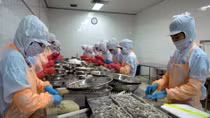 Vietnam remains biggest shrimp supplier for Australia