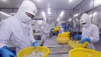 EU remains top market of Vietnamese shrimp