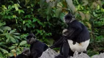 Vietnam to honour contributors to wildlife conservation during 2010-2020