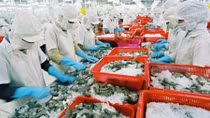 Shrimp exports tumble in 2018