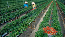 HCM City hosts agricultural startup forum