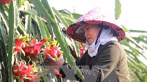 Agricultural sector likely to achieve growth target this year