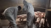 Nearly 2.5 million pigs culled due to African swine fever