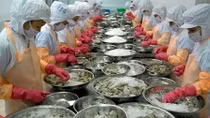 Shrimp exports may exceed 4 billion USD this year