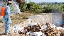 Hanoi culls 4,979 poultry in an effort to stem bird flu outbreak
