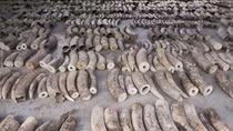 Singapore to ban sale of elephant ivory from 2021