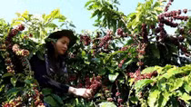 250 brands to attend Coffee Expo Vietnam 2018