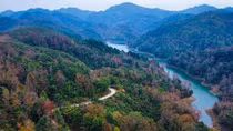Project set to grow at least 1 billion trees in Vietnam over five years