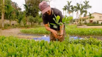 Vietnam strives to raise forest coverage to 45%