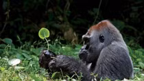 Action plan on primate conservation adopted