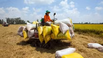 Localities, exporters propose lifting rice export limits