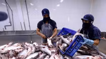 Tra fish exports to Russia slump
