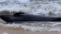 300-kg whale washes up on Phu Yen’s beach