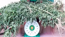 Quang Ninh police discover illegal marijuana grower